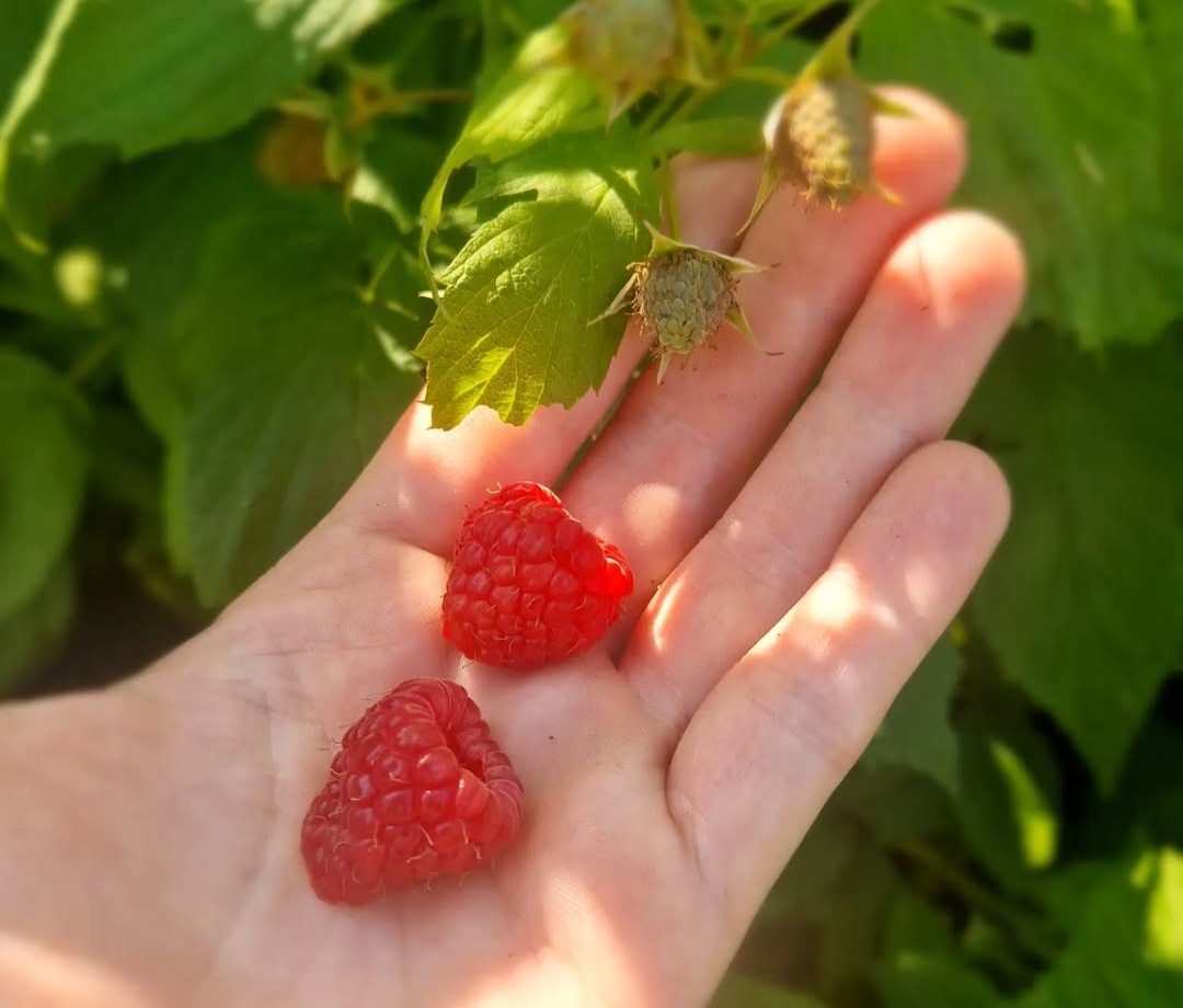 Svježe maline u ruci u maliniku