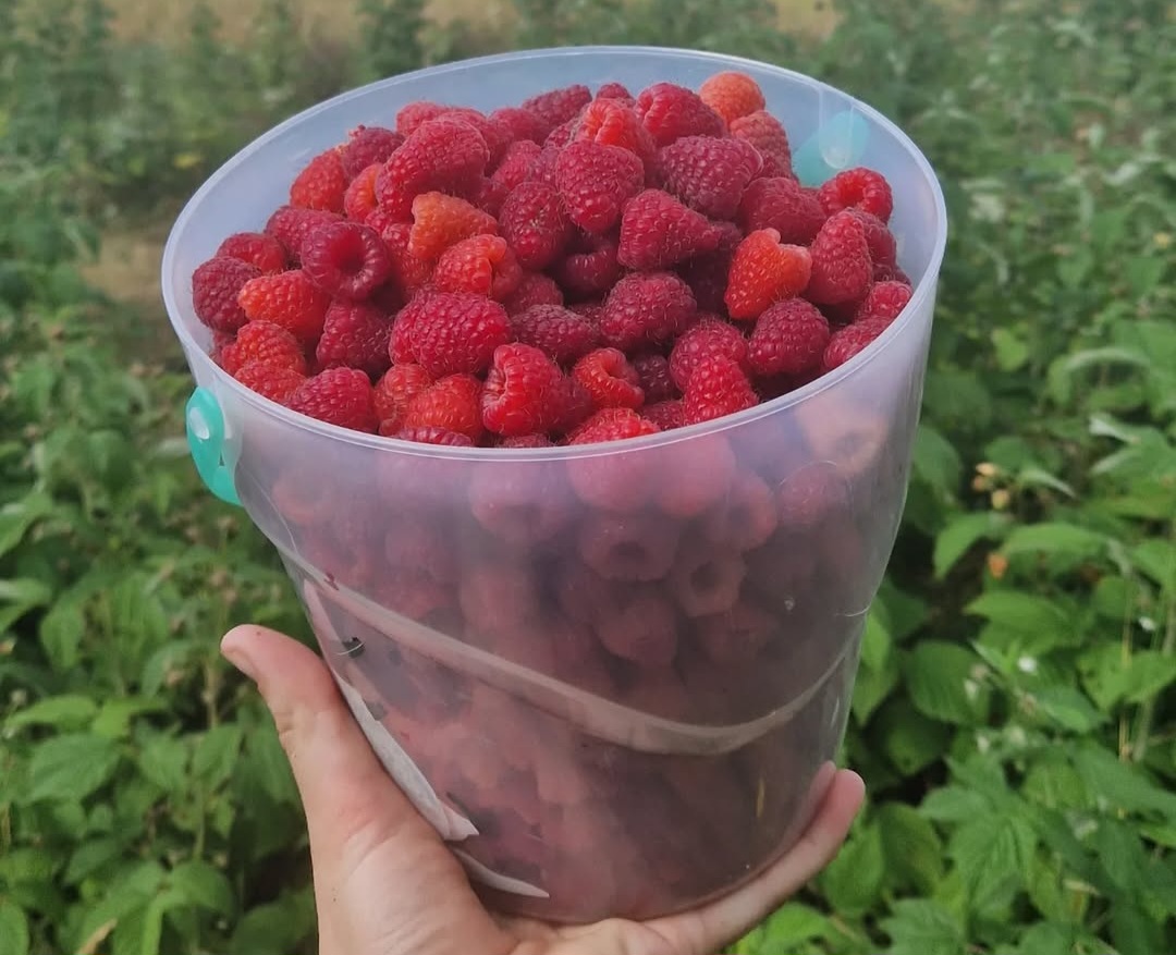 Svježe maline u posudi iz malinika