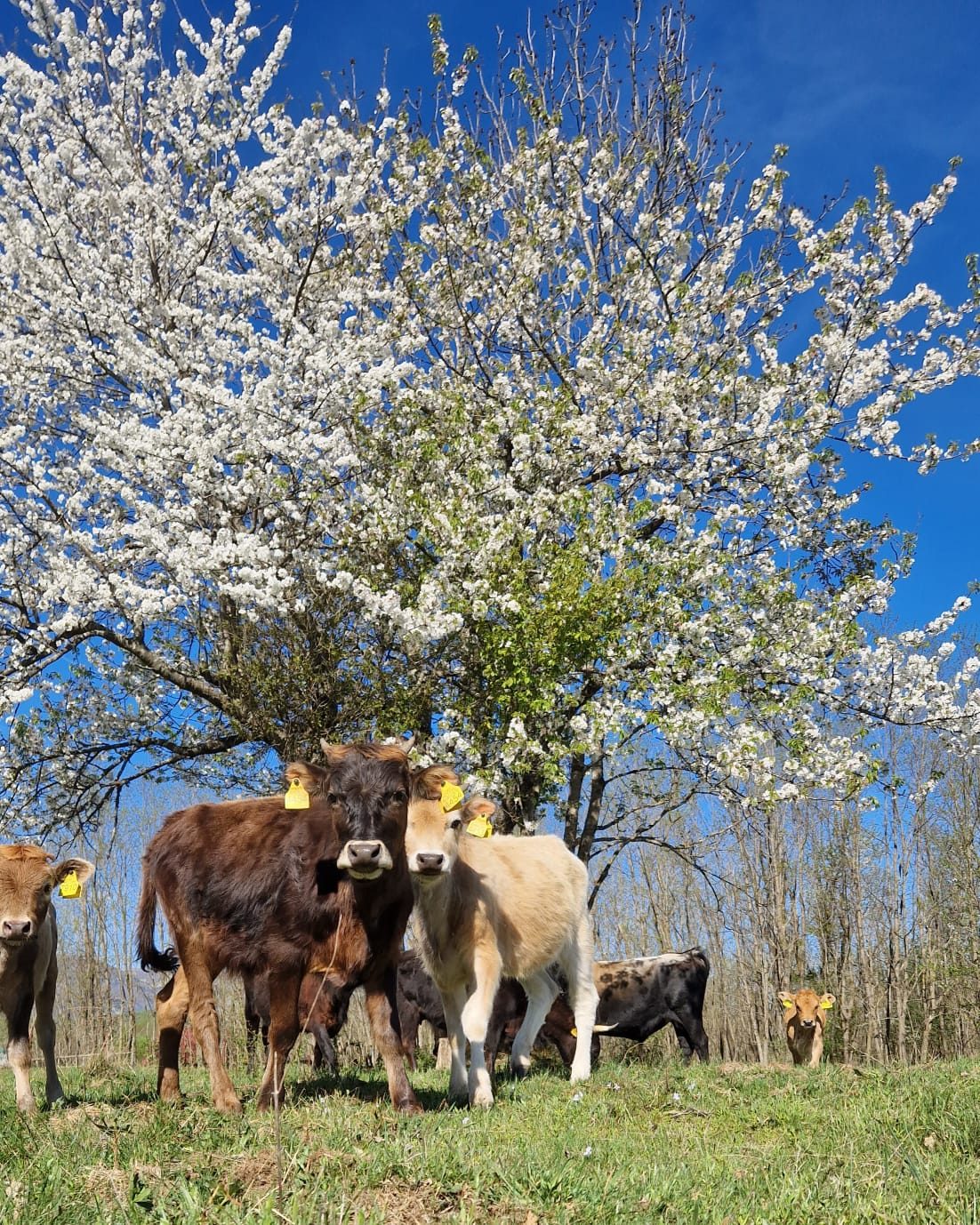 Krave i telad pod cvjetnom trešnjom